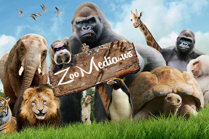 ZooMedia.us