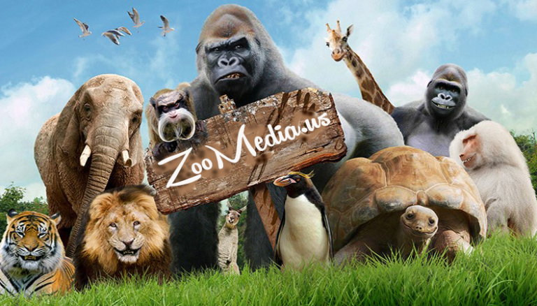 ZooMedia.us